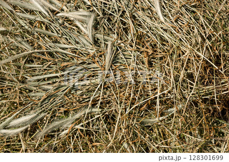 Dry hay texture perfect for natural and rustic backgrounds. 128301699