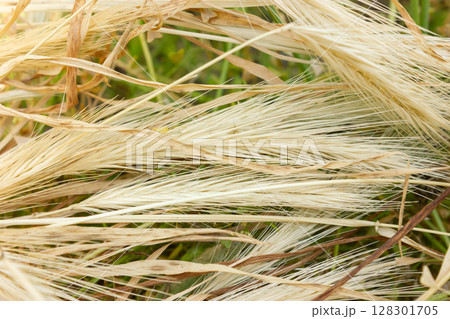 Close-up of a dry hay. 128301705