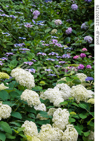 下田公園で白い花を咲かせるアナベルの花 下田公園で白い花を咲かせるアナベルの花 128301726