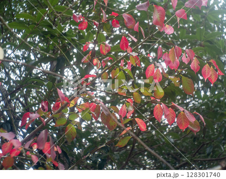 緑の葉に映える赤い紅葉 緑の葉に映える赤い紅葉 128301740