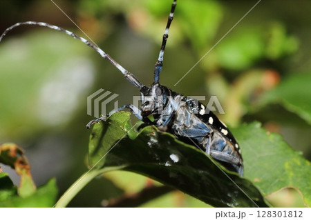 木の葉に佇むゴマダラカミキリ 木の葉に佇むゴマダラカミキリ 128301812