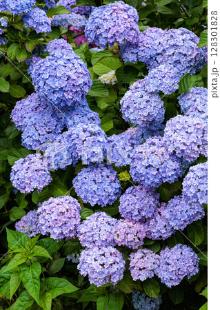 初夏に咲く下田公園の八重咲きのライトブルーのアジサイの花 初夏に咲く下田公園の八重咲きのライトブルーのアジサイの花 128301828