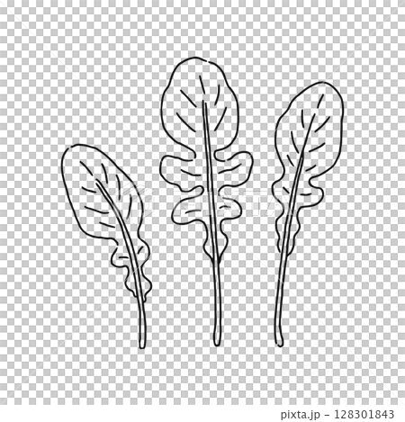 芝麻菜線描 芝麻菜線描 128301843