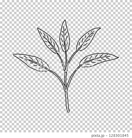 セージ 線画 セージ 線画 128301845