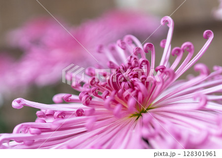 ピンクの菊の花のクローズアップ ピンクの菊の花のクローズアップ 128301961