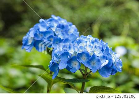 初夏に咲く下田公園のライトブルーのアジサイの花 初夏に咲く下田公園のライトブルーのアジサイの花 128302106