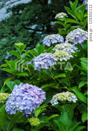 初夏に咲く下田公園のライトブルーのアジサイの花 128302112