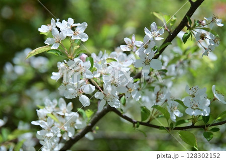 ズミの白い花 128302152