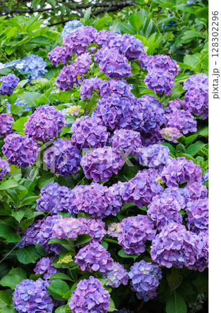 初夏に咲く下田公園の薄紫色のアジサイの花 128302296