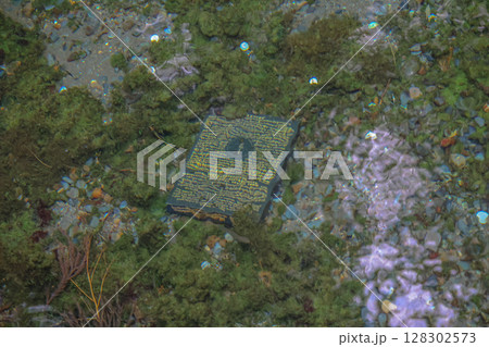 March 26 2025 Old Book Lying Under Water Amid Algae and Rocks, Japan March 26 2025 Old Book Lying Under Water Amid Algae and Rocks, Japan 128302573