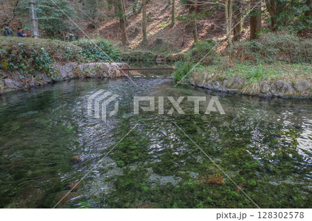March 26 2025 Serene Forest Pond with Reflection and Lush Green Vegetation, Japan March 26 2025 Serene Forest Pond with Reflection and Lush Green Vegetation, Japan 128302578