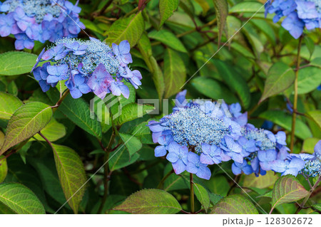 初夏に咲く下田公園の美しい青いガクアジサイの花 128302672