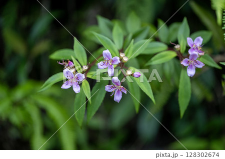 コバノミヤマノボタン コバノミヤマノボタン 128302674