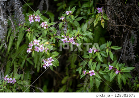 コバノミヤマノボタン コバノミヤマノボタン 128302675