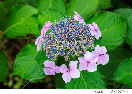初夏に咲く下田公園の美しいピンク色のガクアジサイの花 128302768