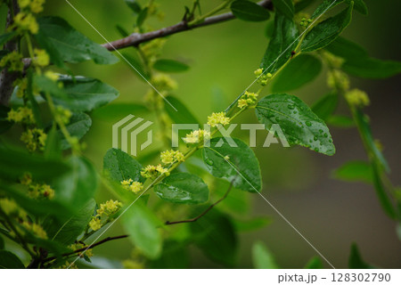 ナツメの花 ナツメの花 128302790
