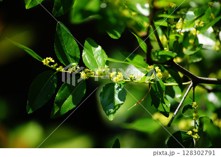ナツメの花 ナツメの花 128302791