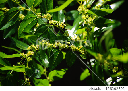 ナツメの花 ナツメの花 128302792