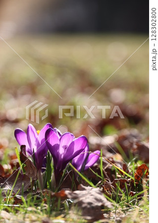A purple flower is in the grass 128302800