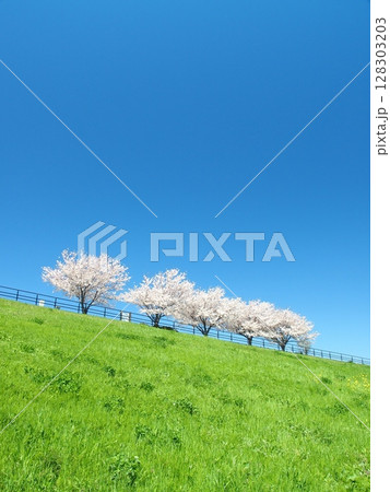 春の朝の江戸川土手に咲く満開の桜並木風景 春の朝の江戸川土手に咲く満開の桜並木風景 128303203