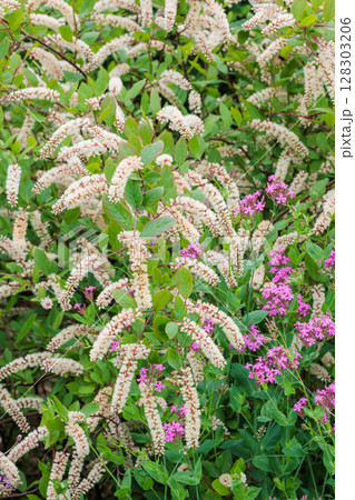 初夏のガーデンで清楚に咲くコバノズイナの花 128303206