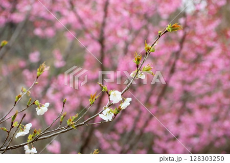 夙川舞桜の花 夙川舞桜の花 128303250