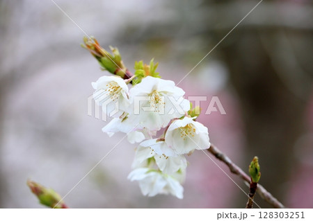 夙川舞桜の花 夙川舞桜の花 128303251