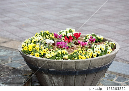 シクラメンの花 寄せ植え 春花 シクラメンの花 寄せ植え 春花 128303252