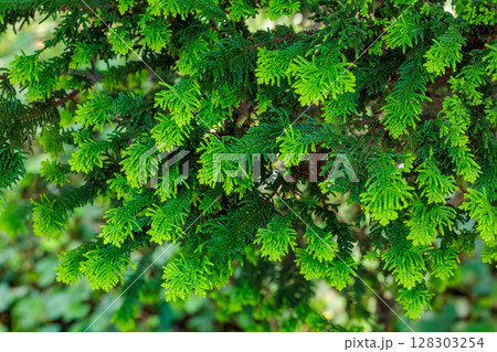 日本の美しいヒバの葉 128303254