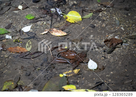 ガラスヒバァ 128303289