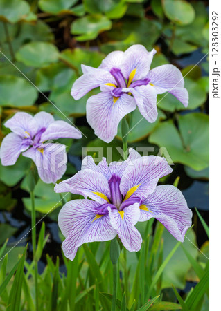 初夏の季節に美しく咲くアヤメの花のクローズアップ 初夏の季節に美しく咲くアヤメの花のクローズアップ 128303292