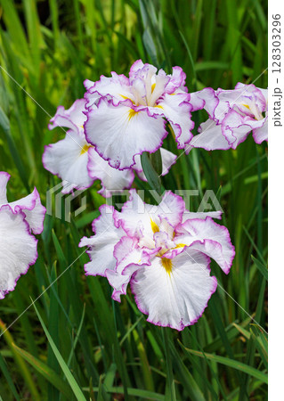 初夏の季節に美しく咲くアヤメの花のクローズアップ 初夏の季節に美しく咲くアヤメの花のクローズアップ 128303296