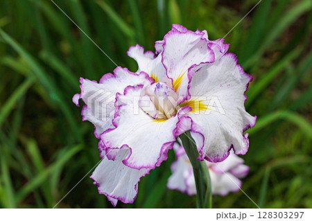 初夏の季節に美しく咲くアヤメの花のクローズアップ 初夏の季節に美しく咲くアヤメの花のクローズアップ 128303297
