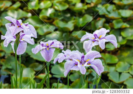 初夏の季節に美しく咲くアヤメの花 128303332