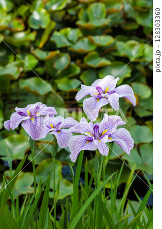 初夏の季節に美しく咲くアヤメの花 128303360