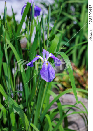 水辺で咲く青色で清楚なカキツバタの花 128303448