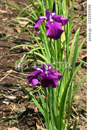 揚羽・花菖蒲 128303496