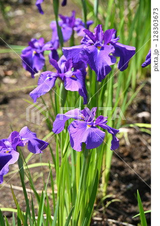 花太夫・花菖蒲 花太夫・花菖蒲 128303673