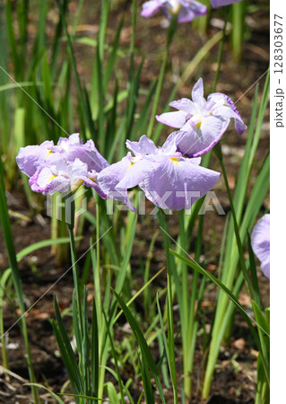 初鏡・花菖蒲 初鏡・花菖蒲 128303677