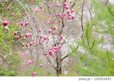 サラサモクレンの花 128303693