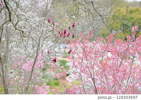 サラサモクレンの花 128303697