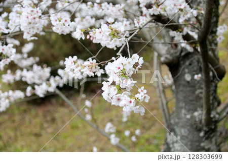 ソメイヨシノの花 満開 ソメイヨシノの花 満開 128303699