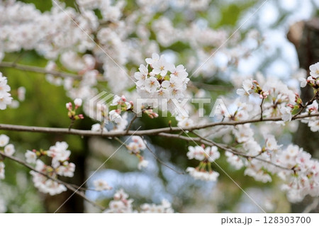 ソメイヨシノの花 満開 ソメイヨシノの花 満開 128303700