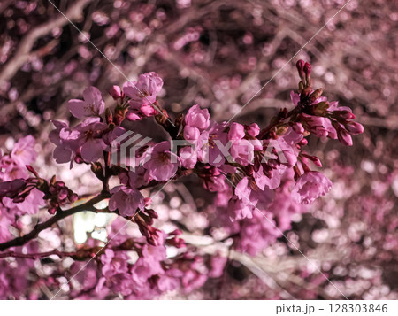 夜桜のクローズアップ　春の花見　ライトアップされた満開の桜 128303846