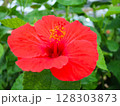 鮮やかな赤いハイビスカスのクローズアップ　鮮明に映える南国の花 128303873