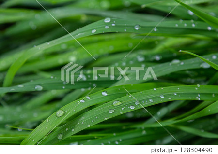 Fresh grass blades adorned with raindrops glisten in the natural light after a recent rainfall in a lush garden 128304490