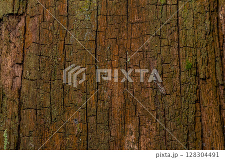 Detailed texture of aged tree bark showcasing intricate patterns and natural color variations found in a forest setting 128304491