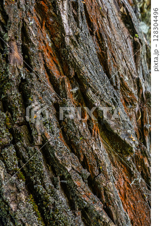 Textured tree bark reveals intricate patterns and colors in a close-up view at a forest during midday Textured tree bark reveals intricate patterns and colors in a close-up view at a forest during midday 128304496