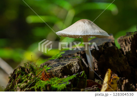 Beautiful Psathyrella mushroom growing on a mossy log in a lush forest during late afternoon light 128304530