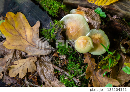 Sulphur tuft, Hypholoma fasciculare, or clustered woodlover on a dead tree 128304531